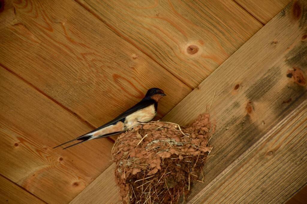 Villa Birds House Rovinj Exteriér fotografie